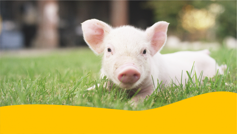 ПРЕМІКСИ ДЛЯ СВИНЕЙ