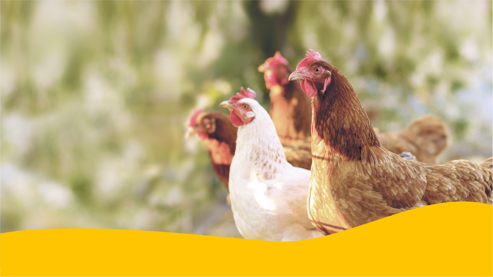 ДОБАВКИ ДЛЯ НЕСУЧОК