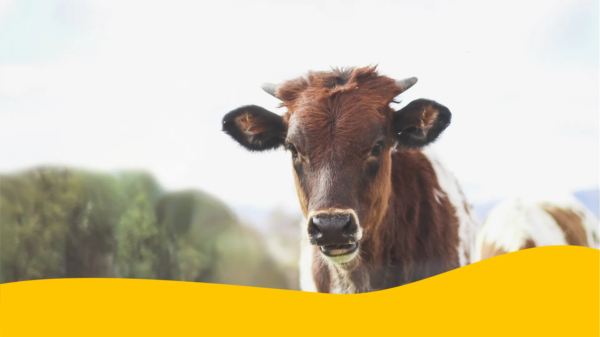 КОРМОВІ ДОБАВКИ